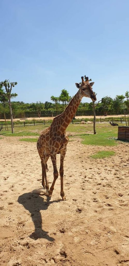 Private Car/Minivan to Vinpearl Land Hoi An – The New Amusement Park